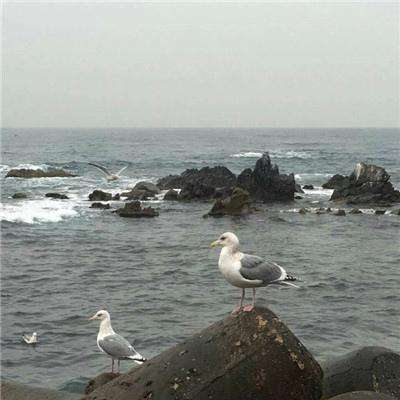 指尖音符游戏